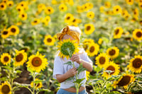 Image 2 of Sunflower Field Minis 🌻