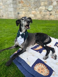 Image 2 of Tuxedo Dog Bandana