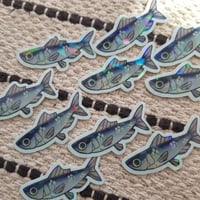 Sardines