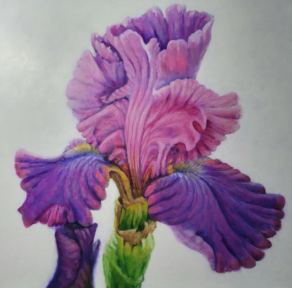 Image of Cantina Bearded Iris