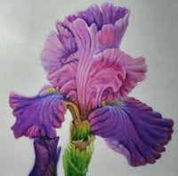 Image 1 of Cantina Bearded Iris 