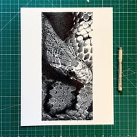 Image 1 of Snake Print