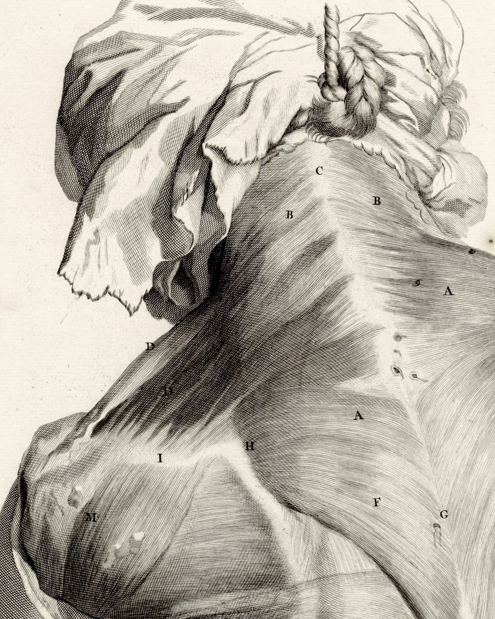 "Anatomical study of a woman's back" (1685)