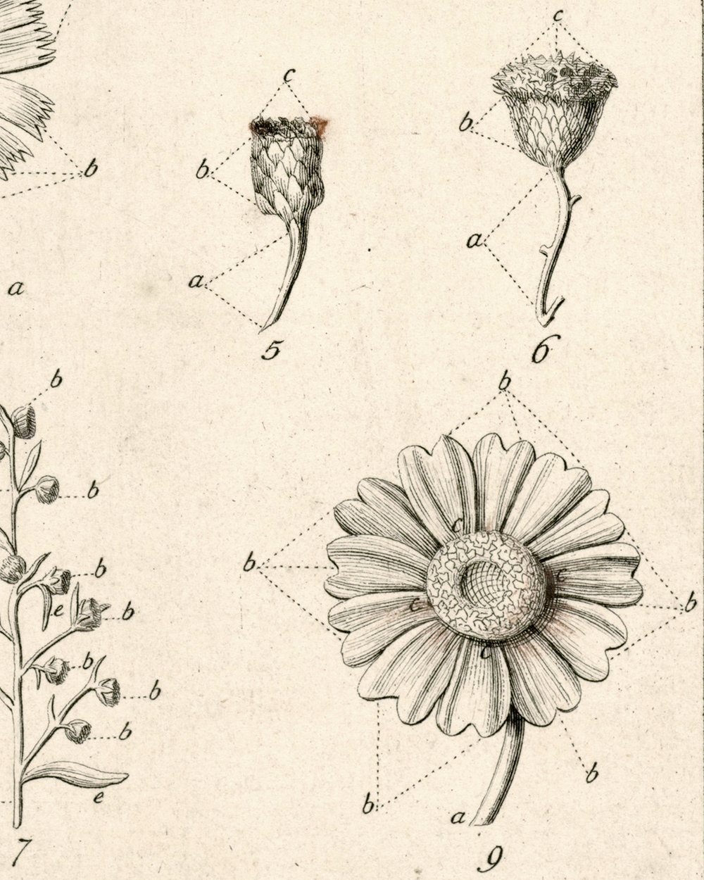 ''Flowers, Tab. 9'' (1751 - 1822)