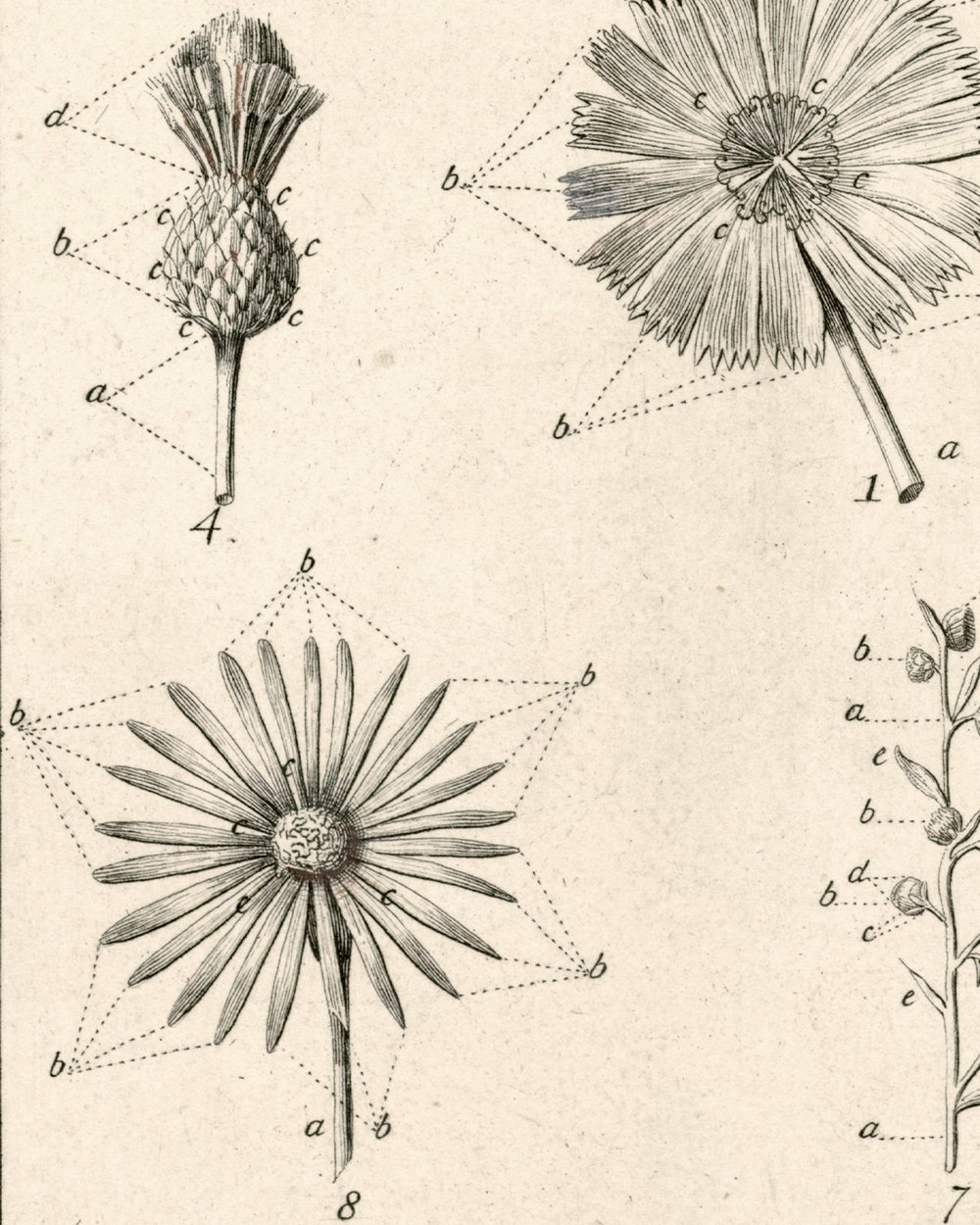 ''Flowers, Tab. 9'' (1751 - 1822)