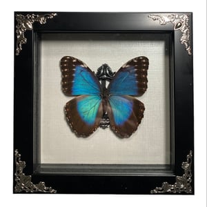 Image of Morpho Helenor 