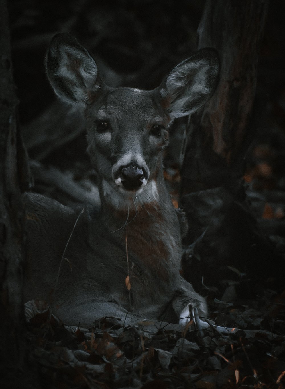 Image of The doe