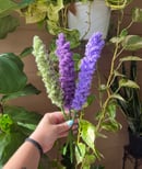 Image 3 of Lavender Bouquet