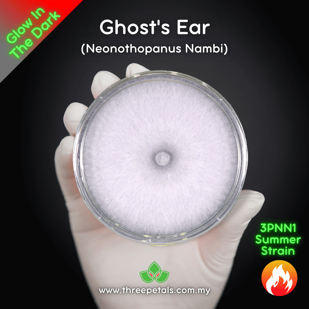 Ghost's Ear (Neonothopanus Nambi) Live Mycelium Mushroom Culture Spawn Seed