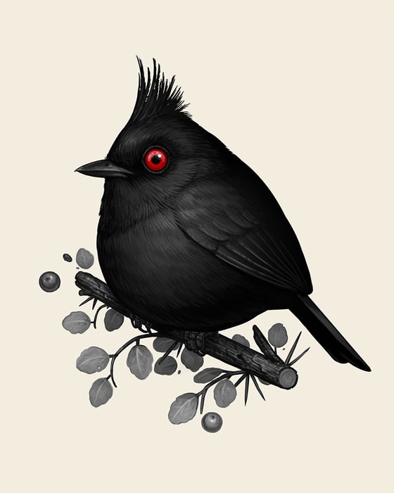 Image of Phainopepla