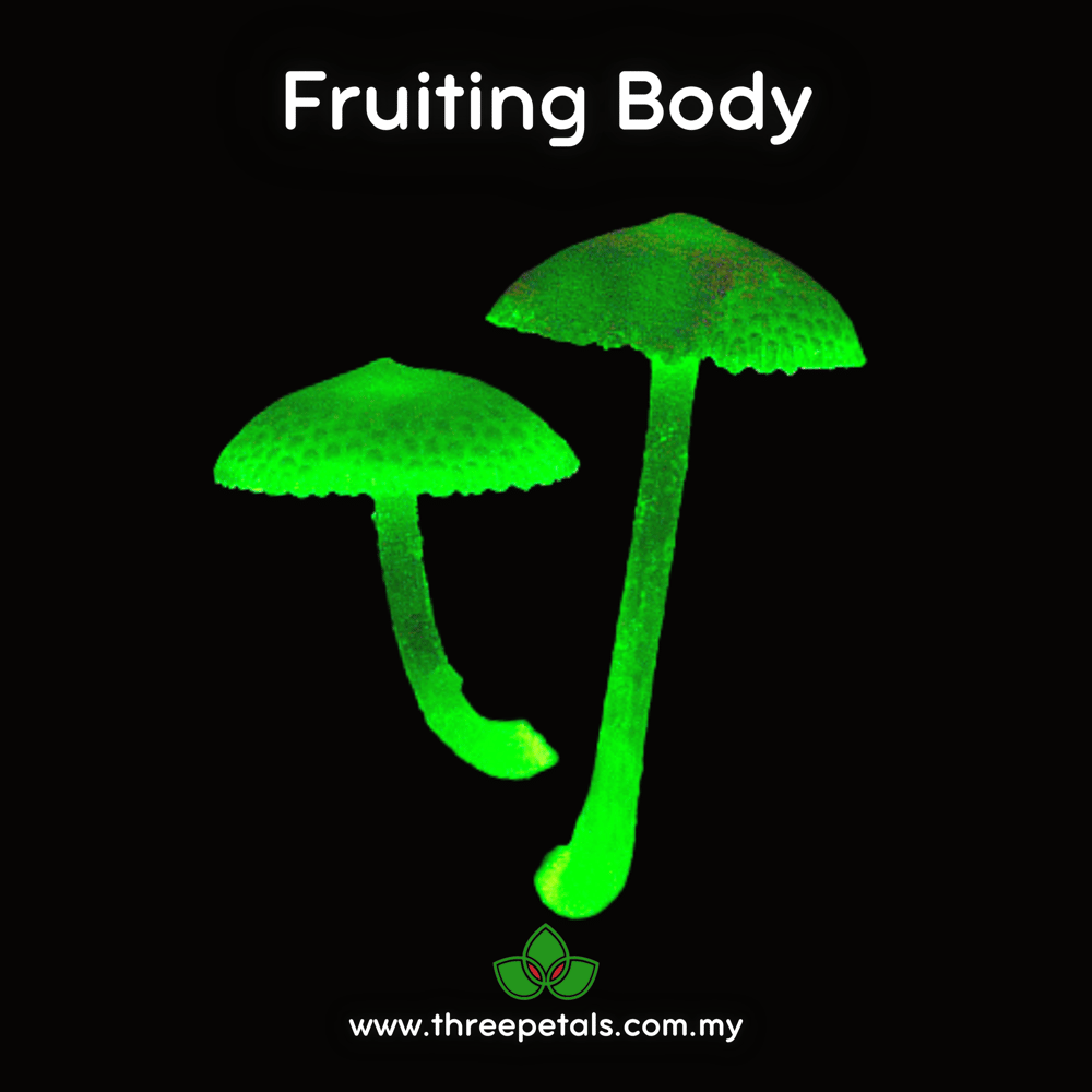 Luminous Porecap (Favolaschia Manipularis) Live Mycelium Mushroom Culture Spawn Seed