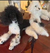 Image 1 of 12" Black and white Parti poodle