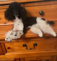 Image 2 of 12" Black and white Parti poodle