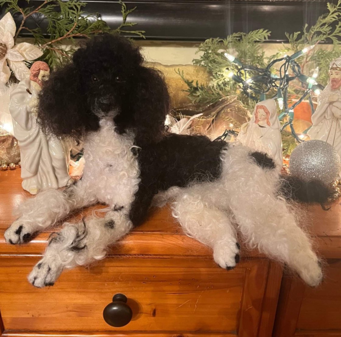 Image of 12" Black and white Parti poodle