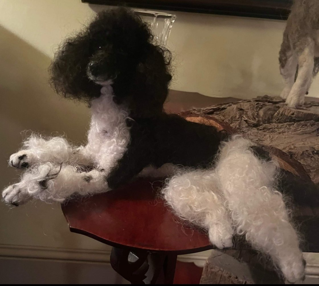 Image of 12" Black and white Parti poodle