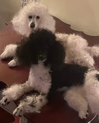 Image 5 of 12" Black and white Parti poodle
