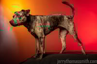 Image 1 of Portrait Sessions (One critter)