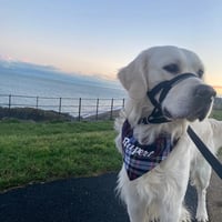 Image 4 of Black Tartan Dog Bandana