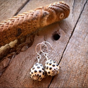 Image of Hawaiian spotted drupe shell earrings on sterling silver ear wires