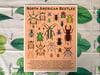North American Beetles Print