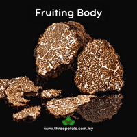 Image 2 of Black Truffle (Tuber Melanosporum) Live Mycelium Mushroom Culture Spawn Seed