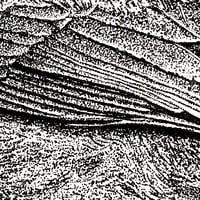 Image 2 of Northern Cardinal Print