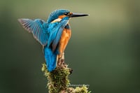 Kingfisher wings