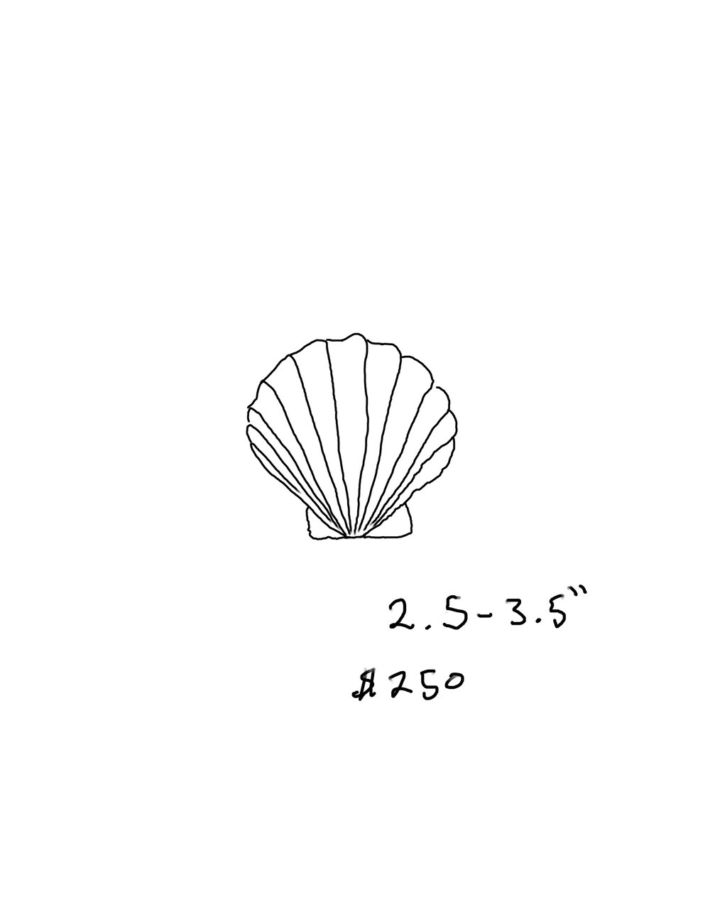 Image of Clam shell