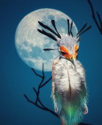 Image 2 of Bird bride