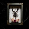 Gothic Romance - Giant Forest Scorpion - Style 1