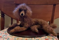 Image 2 of 12" Red poodle