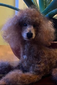 Image 3 of 12" Red poodle