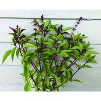 Image 1 of Non GMO Thai Basil Seeds 