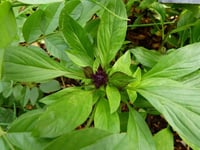 Image 2 of Non GMO Thai Basil Seeds