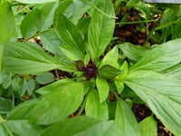 Image 2 of Non GMO Thai Basil Seeds 