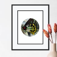 Image 1 of Butterfly Queen Miniature  Print