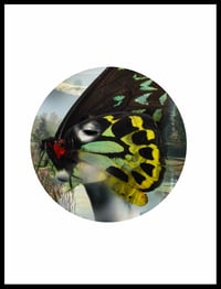 Image 2 of Butterfly Queen Miniature  Print