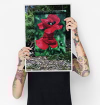 PRINT / POPPIES