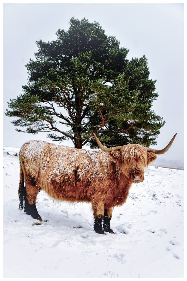Image of Snowy Highlander 