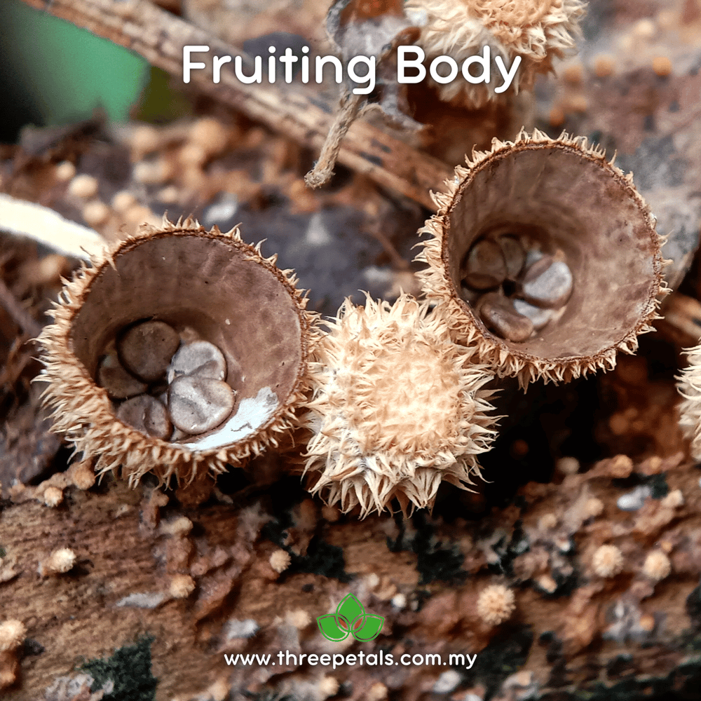 Bird's Nest (Cyathus Subglobosporum) Live Mycelium Mushroom Culture Spawn Seed
