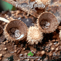 Image 2 of Bird's Nest (Cyathus Subglobosporum) Live Mycelium Mushroom Culture Spawn Seed