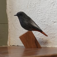 Image 1 of Black Redstart