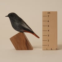 Image 2 of Black Redstart