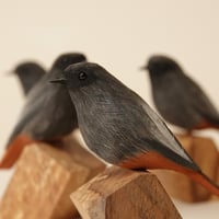 Image 3 of Black Redstart