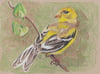 [Drawing] Yellow Finch