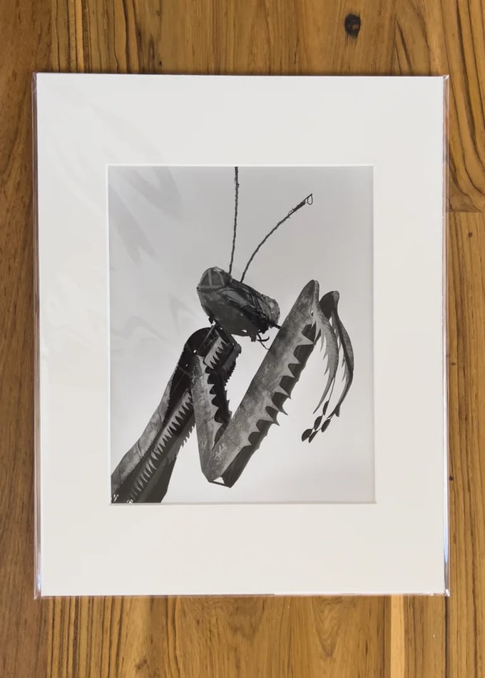 Image of Praying Mantis - Ready To Frame 16 x 20