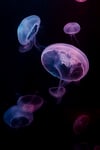 Suspended Jelly
