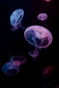 Image 1 of Suspended Jelly
