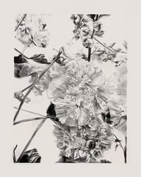 Image 1 of Roses trémières de Douarnenez