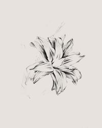 Image 1 of Lilies